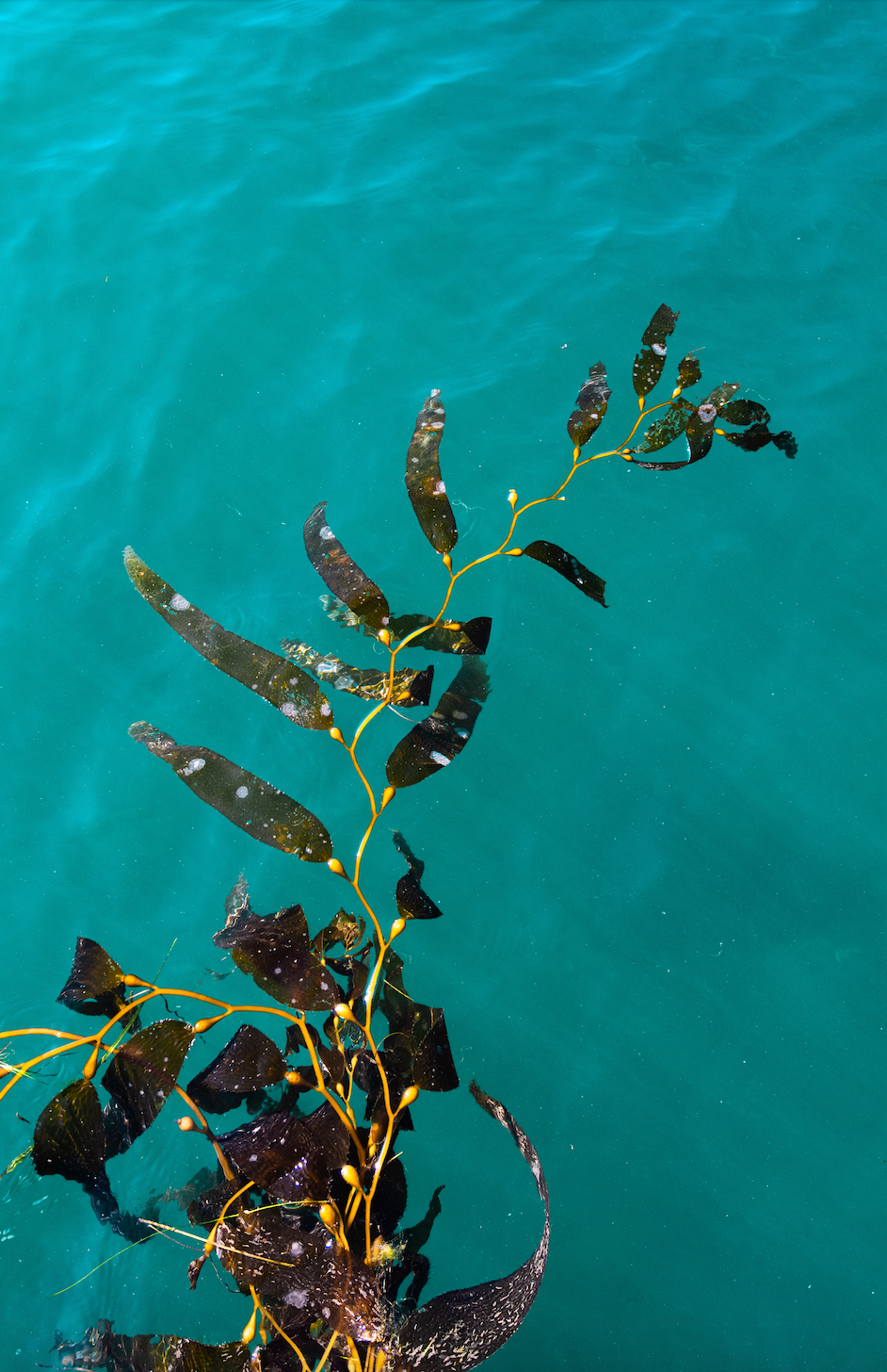 Ocean Botanicals™